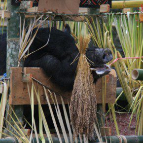 blutige zeremonie in sulawesi 10
