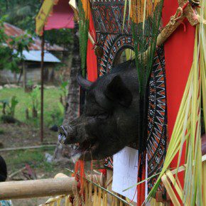 blutige zeremonie in sulawesi 12