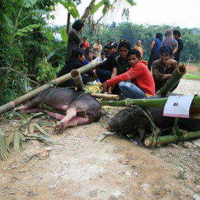 blutige zeremonie in sulawesi 13