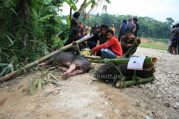blutige-zeremonie-in-sulawesi-13