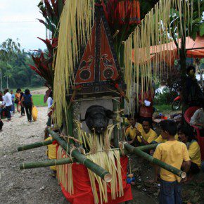 blutige zeremonie in sulawesi 14