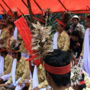 blutige zeremonie in sulawesi 16