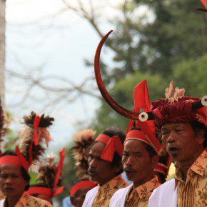 blutige zeremonie in sulawesi 18