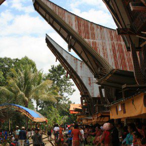 blutige zeremonie in sulawesi 3