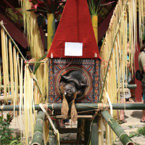 blutige zeremonie in sulawesi 4