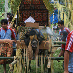 blutige zeremonie in sulawesi 5