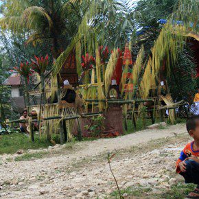 blutige zeremonie in sulawesi 8