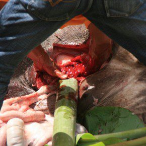 blutige zeremonie in sulawesi x 10