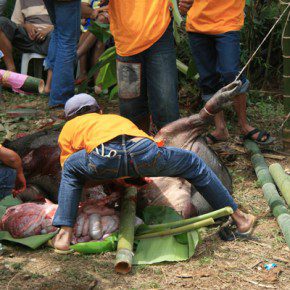 blutige zeremonie in sulawesi x 11