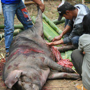 blutige zeremonie in sulawesi x 12
