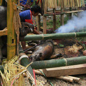 blutige zeremonie in sulawesi x 13