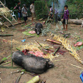 blutige zeremonie in sulawesi x 15