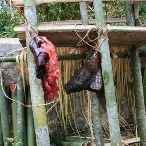 blutige zeremonie in sulawesi x 2