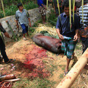 blutige zeremonie in sulawesi x 3