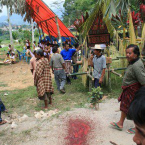 blutige zeremonie in sulawesi x 5