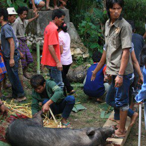 blutige zeremonie in sulawesi x 6