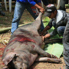 blutige zeremonie in sulawesi x 9