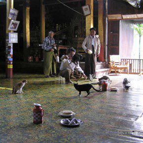 reisebericht myanmar inle see springen katzen 07