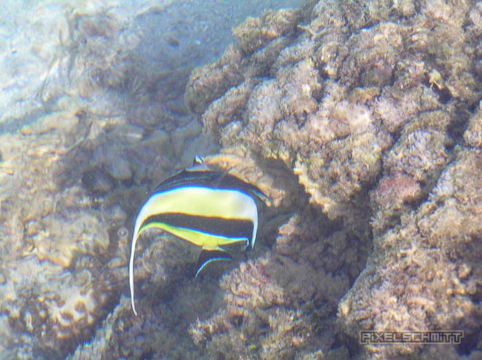 Fotos aus der Südsee: Rarotonga (Cook Islands) fotos-suedsee-rarotonga-