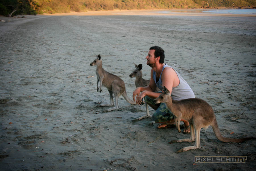kaenguru-fotos-australien-0402