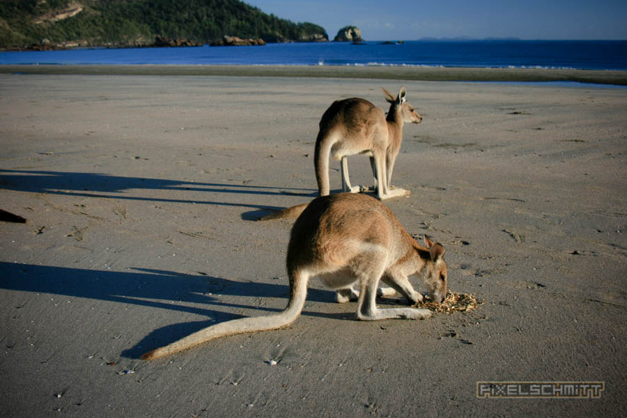 kaenguru-fotos-australien-0460