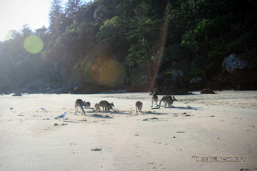 kaenguru-fotos-australien-0467
