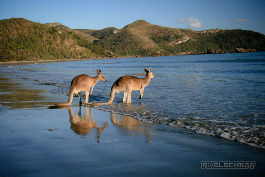 kaenguru-fotos-australien-0477
