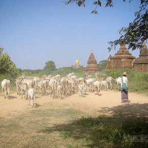 bagan myanmar highlight 060509