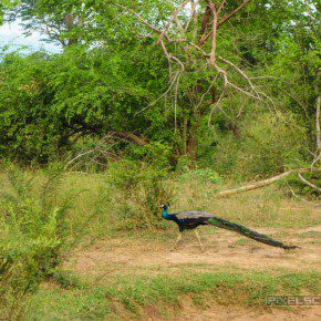 uda walawe national park safari 13