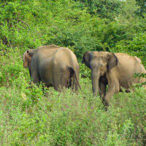 uda walawe national park safari 16