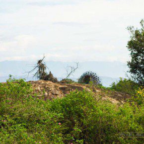 uda walawe national park safari 17