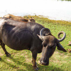 uda walawe national park safari 23