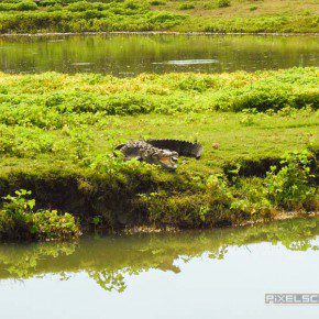 uda walawe national park safari 24