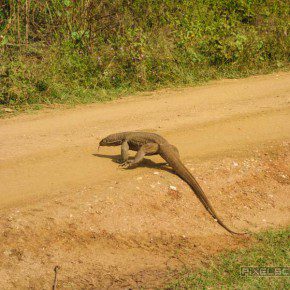 uda walawe national park safari 26