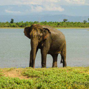 uda walawe national park safari 27