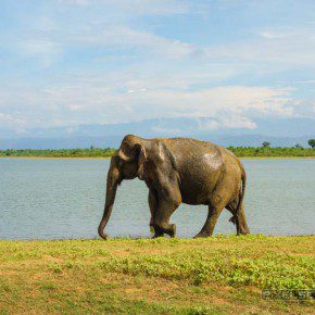 uda walawe national park safari 28