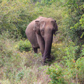 uda walawe national park safari 4