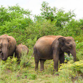 uda walawe national park safari 5