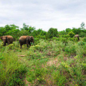 uda walawe national park safari 6