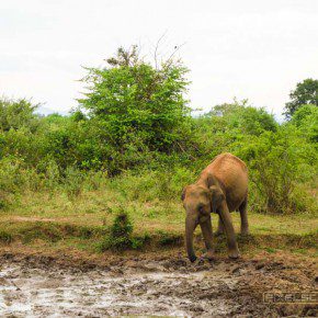 uda walawe national park safari 7