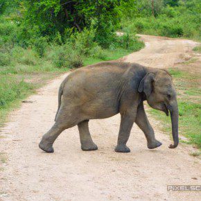 uda walawe national park safari 8