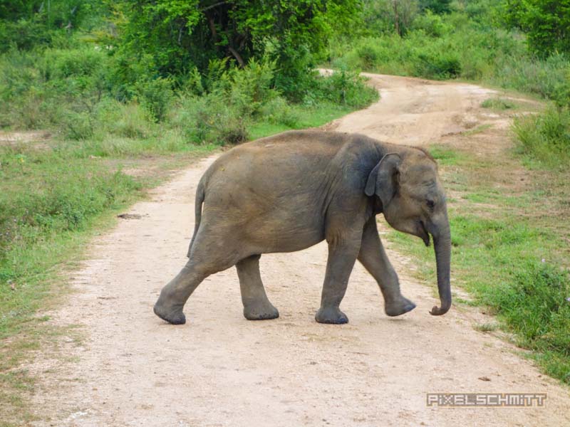 uda walawe national park safari 8