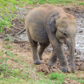 uda walawe national park safari 9