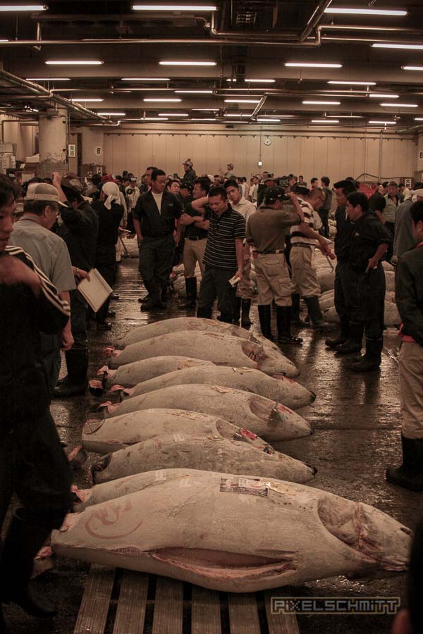 fischmarkt-tokyo-11