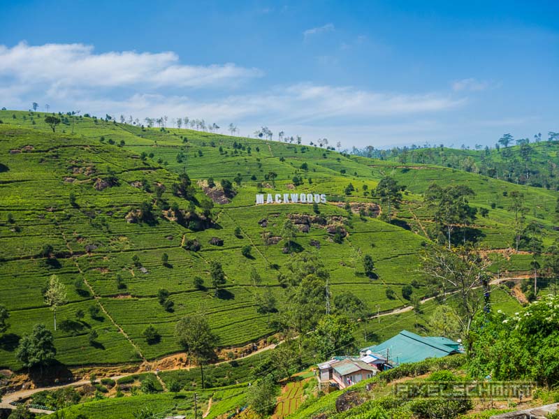 nuwara-eliya-sri-lanka-7