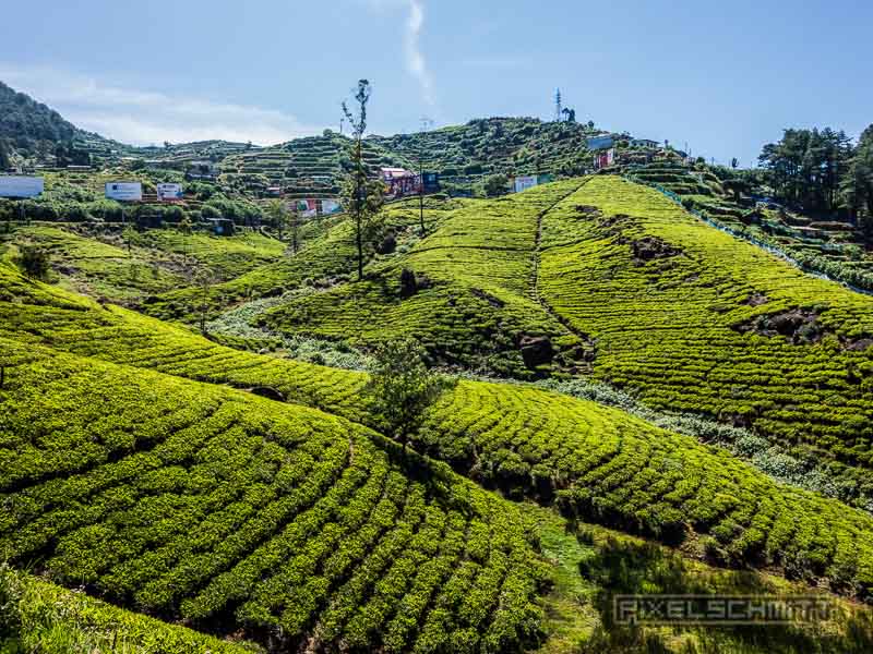 nuwara-eliya-sri-lanka-8