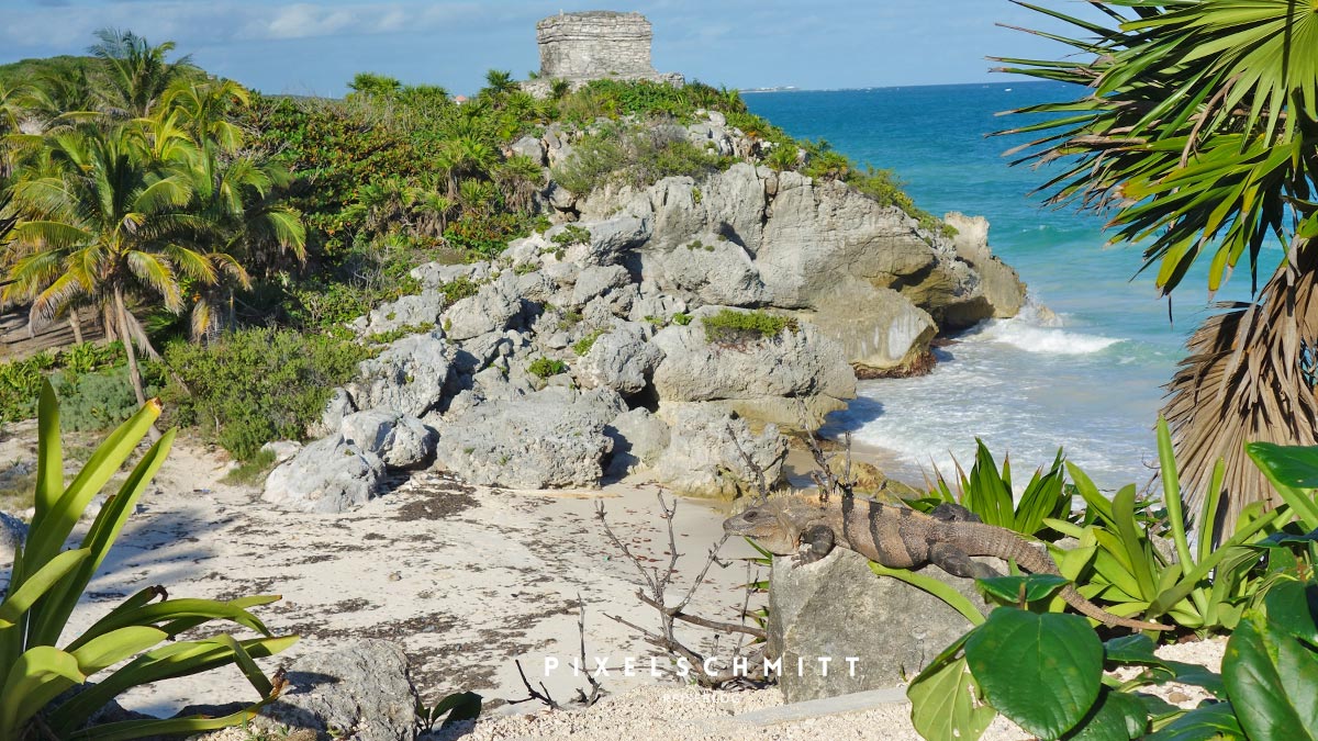 urlaub-in-mexiko-tulum Tulum als Klischeebild: Ruinen am Strand und ein fotogener Iguana